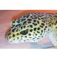 Leopardgecko - männlich