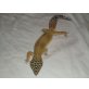 Leopardgecko - männlich
