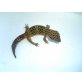 Leopardgecko - männlich