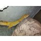 Leopardgecko - männlich