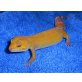 Leopardgecko - weiblich