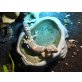 Leopardgecko - weiblich