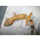 Leopardgecko - weiblich
