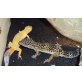 Leopardgecko - weiblich