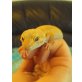 Leopardgecko - weiblich