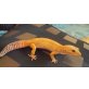 Leopardgecko - weiblich