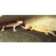 Leopardgecko - weiblich