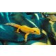 Leopardgecko - weiblich