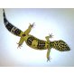 Leopardgecko - weiblich