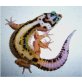 Leopardgecko - weiblich