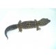 Leopardgecko - weiblich