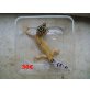 Leopardgecko - weiblich
