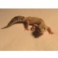 Leopardgecko - weiblich
