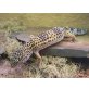 Leopardgecko - weiblich