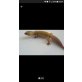 Leopardgecko - weiblich