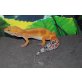 Leopardgecko - weiblich