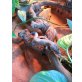 Leopardgecko - weiblich