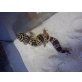 Leopardgecko - weiblich