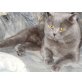 Leopold, Britisch Kurzhaarkatze - Kater