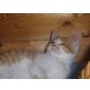 Leopold, Hauskatzen - Kater
