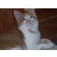 Leopold, Hauskatzen - Kater