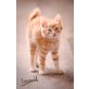 Leopold und Lilli, Hauskatze rot und dreifarbig - Kater