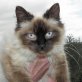 Leopoldo, Birma-Mix - Kater