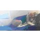 Lero, Beagle - Rüde