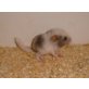 Leroy, Langschwanzchinchilla - männlich