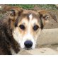 Leroy, dreibeinige Schönheit sucht Zuhause Welpen - Rüde