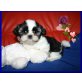 Lerry Berry vom Drachenberg, Shih Tzu Welpen - Rüde