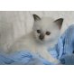 Les-Charmants Rufus ..., Heilige Birma - Kater