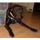 Lesharo 2, Labrador - Rüde