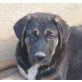 Leslie, Leonberger Schäferhund Mix Welpen - Rüde