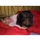 Leslie, Rottweiler - Hündin