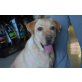 Leslie,tolle Familienhündin, Labrador Retriever - Hündin