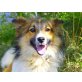 Lesso, lieber Familienhund - Rüde