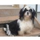 Lester vom Guten Kern, Shih Tzu Welpen - Rüde
