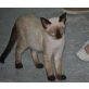 Letita ist ein bezauberndes , Siamesen - Katze