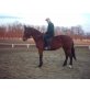 Level, Ungarisches Sportpferd - Stute