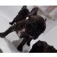 Levi, Französische Bulldogge Welpen - Rüde