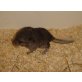 Levi, Langschwanzchinchilla - männlich