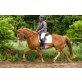Levin, Ausgefallener Fuchssabino, Reitpony-TWH Mix - Wallach