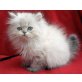 Levinia, Perser - Katze