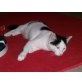 Levis, schmuse Kater - Kater