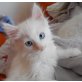 Lexi, Maine Coon - Katze