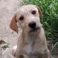 Lexi, Mischling - Rüde