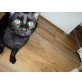 Lexus, Hauskatze schwarz - Kater
