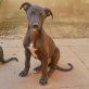 Lexus kleiner Welpe sucht Windhundliebhaber.., Galgo Español Welpen - Rüde