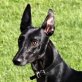 Lexus sucht noch sein 'Forever Home'😊👍, Galgo Ingles - Rüde